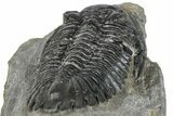 Large Hollardops Trilobite Fossil - Ofaten, Morocco #273421-4